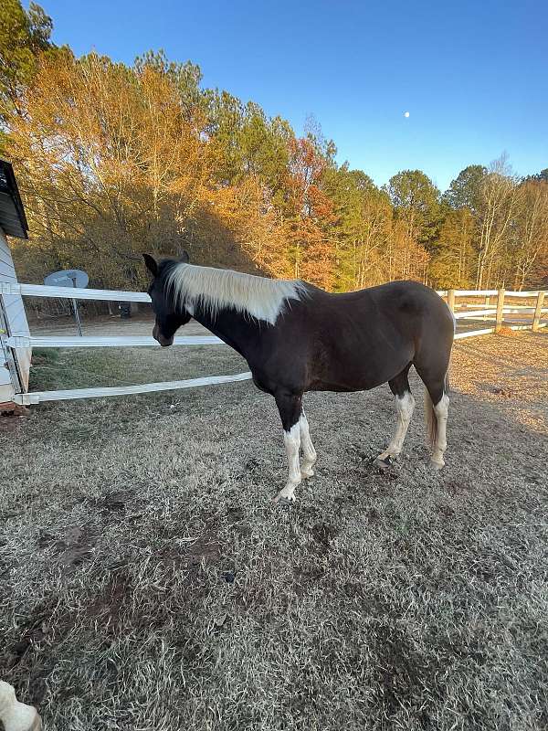 paint-horse-for-sale