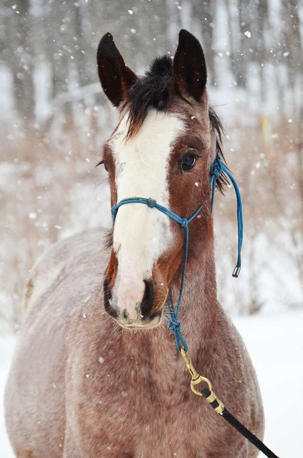 draft-x-clydesdale-horse