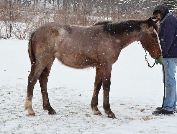 brabant-clydesdale-horse