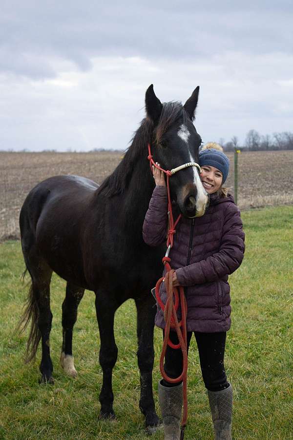 mustang-horse-for-sale