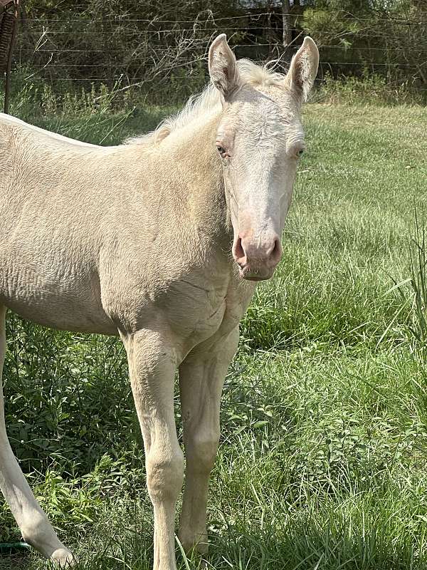 cremello-blaze-2-socks-horse