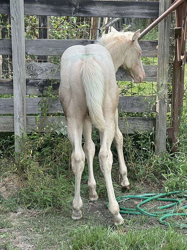 blaze-2-socks-horse