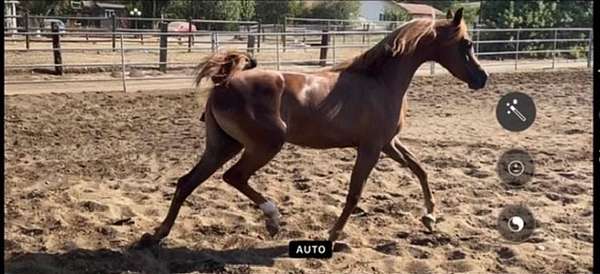 chestnut-mare-yearling-for-sale