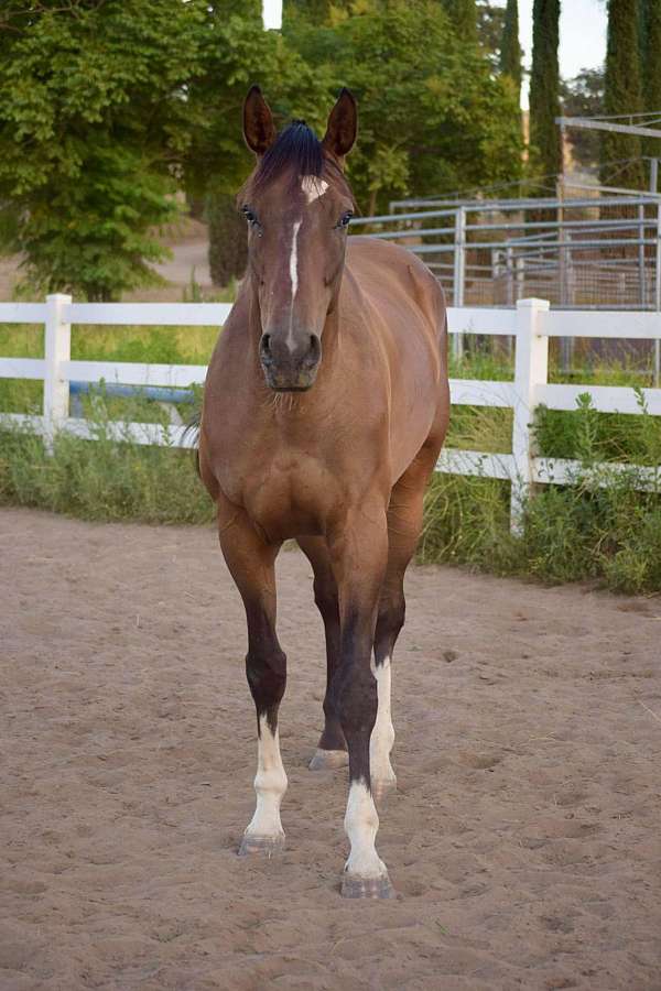 3-white-socks-starstripesnip-horse