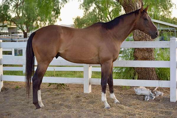 bay-3-white-socks-starstripesnip-horse