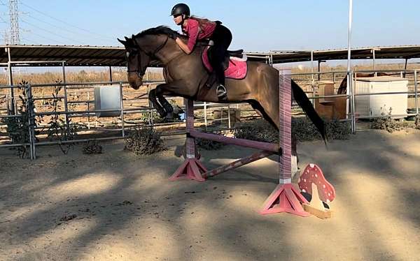 eventing-prospects-thoroughbred-horse