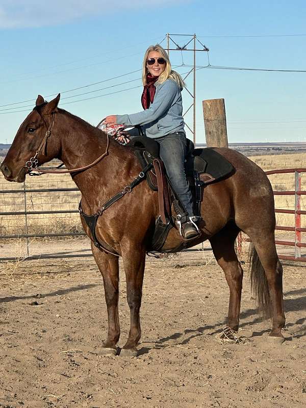 fun-gelding-quarter-horse