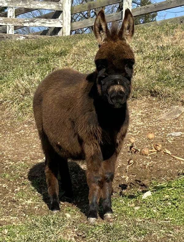 7-hand-weanling