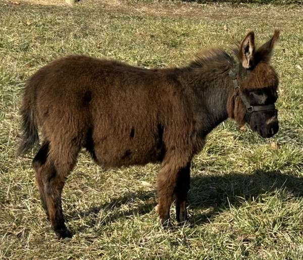 date-donkey