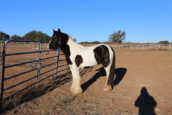 piebald-hunt-seat-equitation-horse