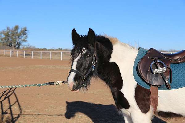 piebald-blackwhite-horse