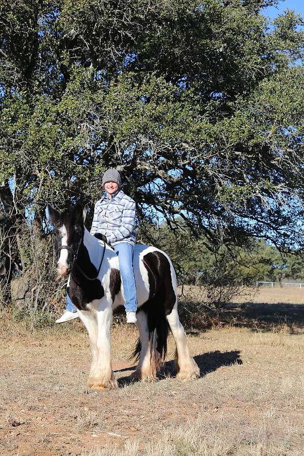 all-around-gypsy-vanner-horse