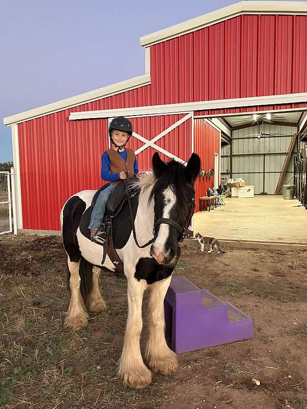 hunt-seat-equitation-gypsy-vanner-horse