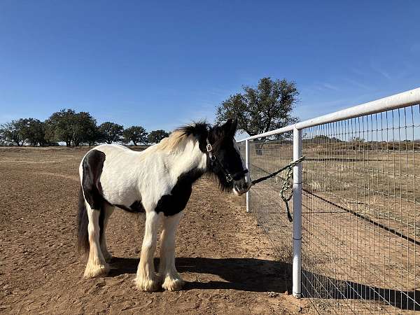 hunter-gypsy-vanner-horse