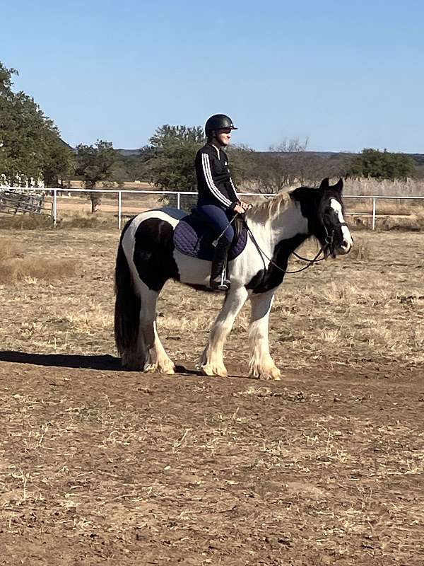 husband-safe-gypsy-vanner-horse