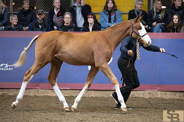 warmblood-horse-for-sale