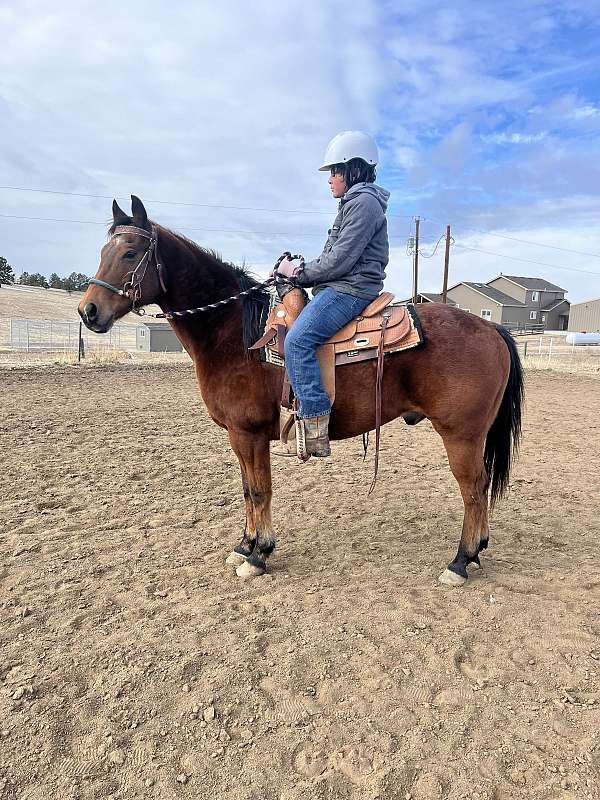 drill-team-gymkhana-gelding