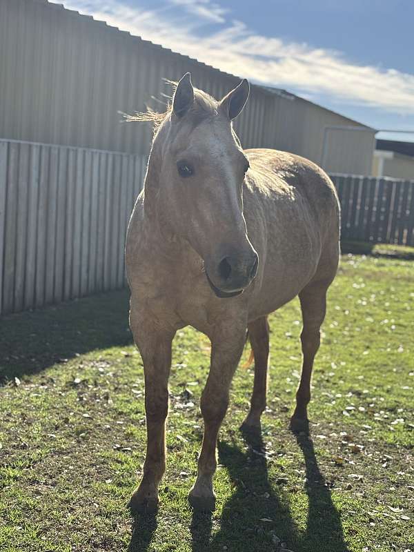 halter-horse-mare