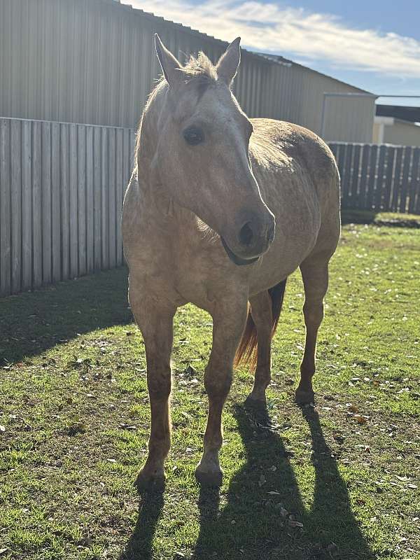 halter-horse-mare