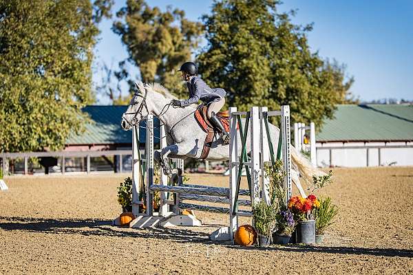 jumping-thoroughbred-horse