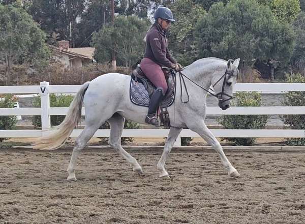 eventing-andalusian-azteca-horse