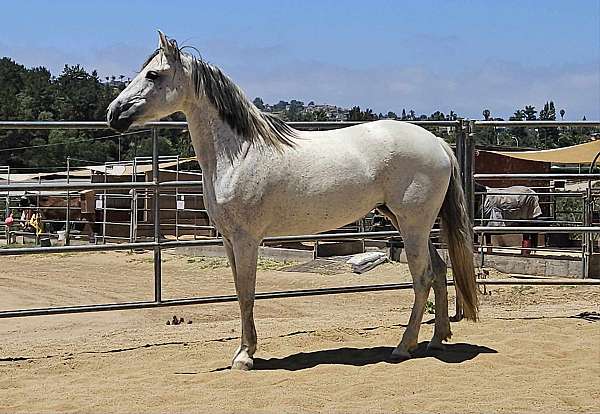 grey-mare-for-sale