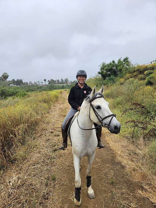 grey-andalusian-mare