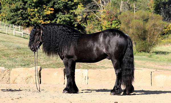 mounted-patrol-fell-pony