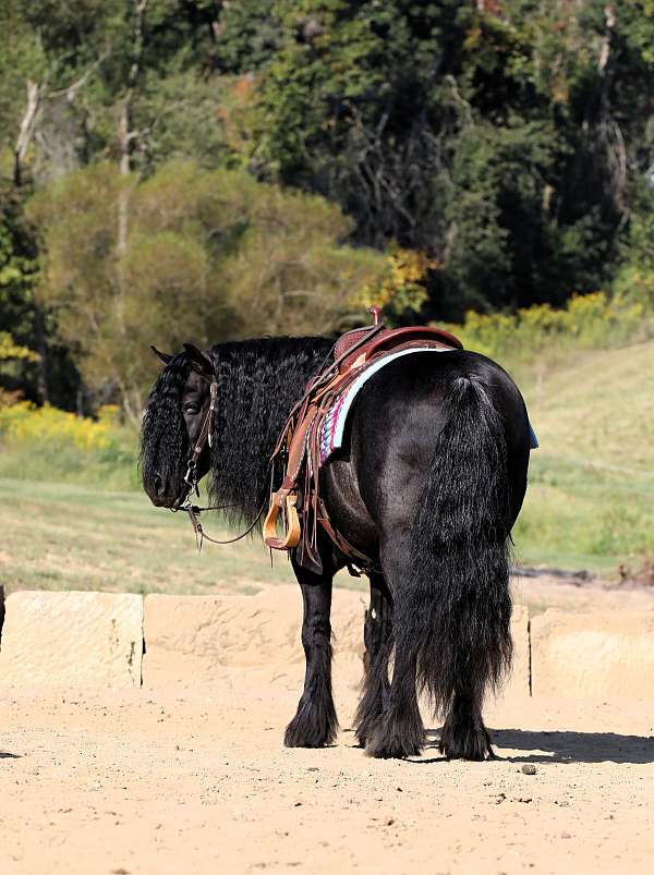 western-riding-fell-pony