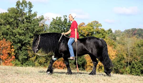 athletic-fell-pony