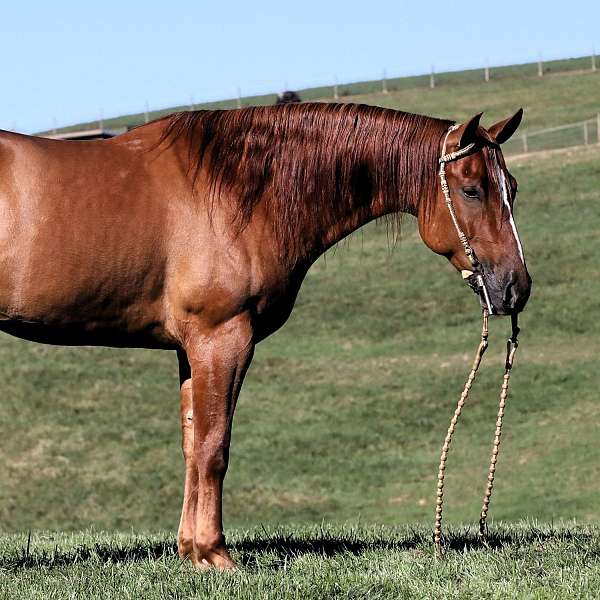 red-dun-therapy-horse