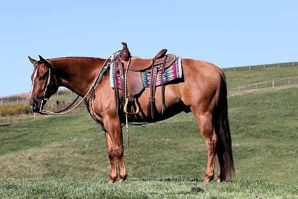 all-around-quarter-horse