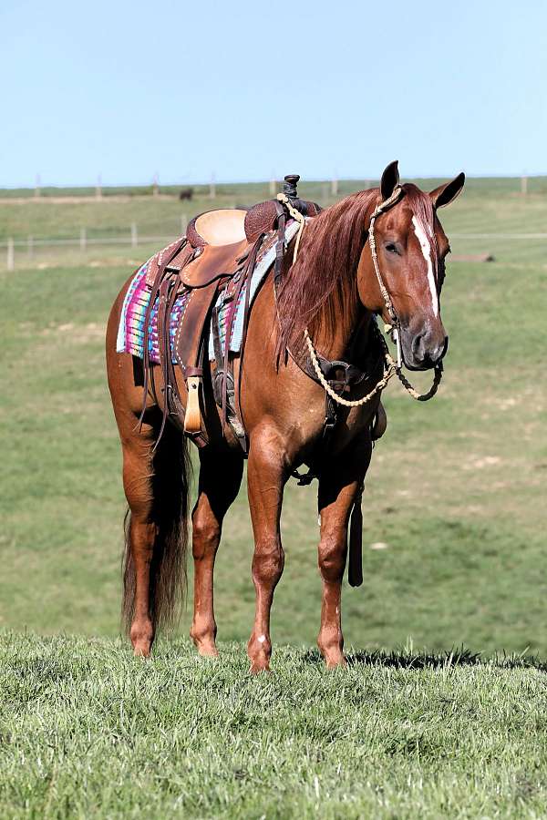 beginner-quarter-horse