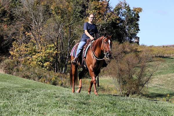 calf-roping-quarter-horse