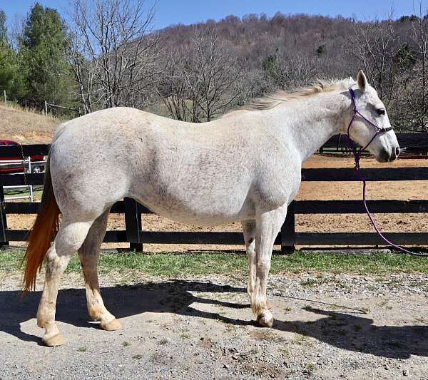 dun-grey-breeding-ranch-horse