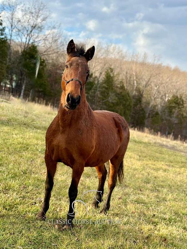 blazer-horse-tennessee-walking