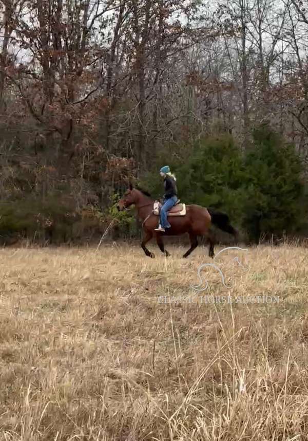 pets-tennessee-walking-horse