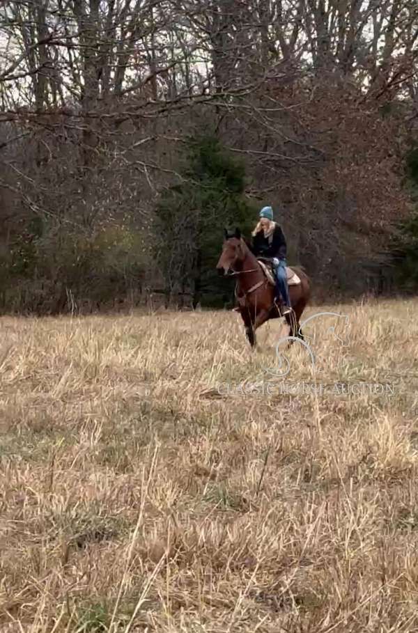 all-tennessee-walking-horse