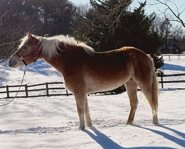 chestnut-haflinger-mare