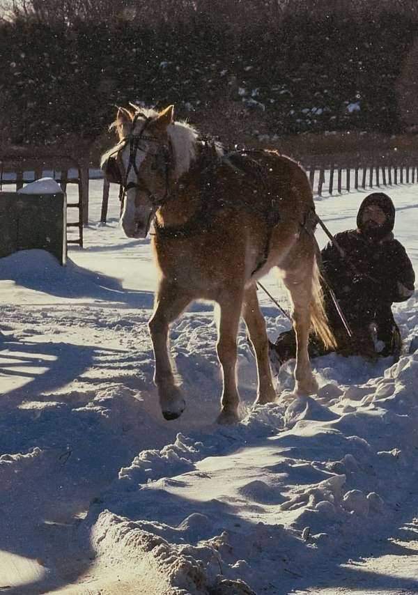 chestnut-mare-for-sale