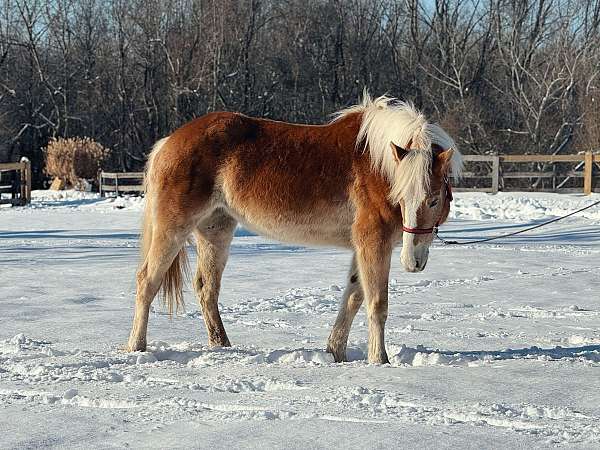 15-hand-haflinger-mare