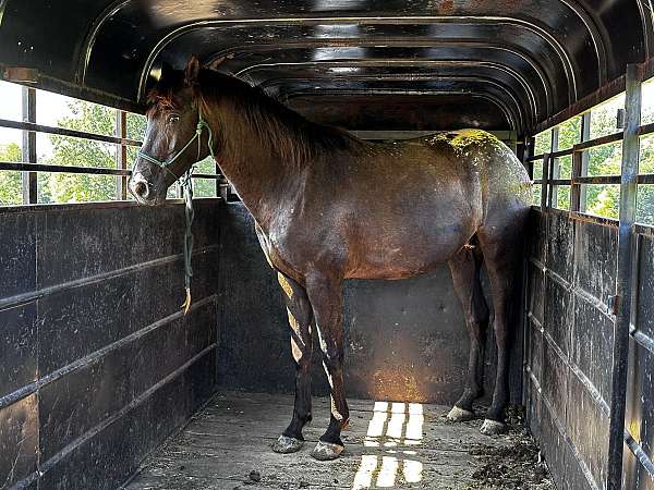 friesian-horse-for-sale