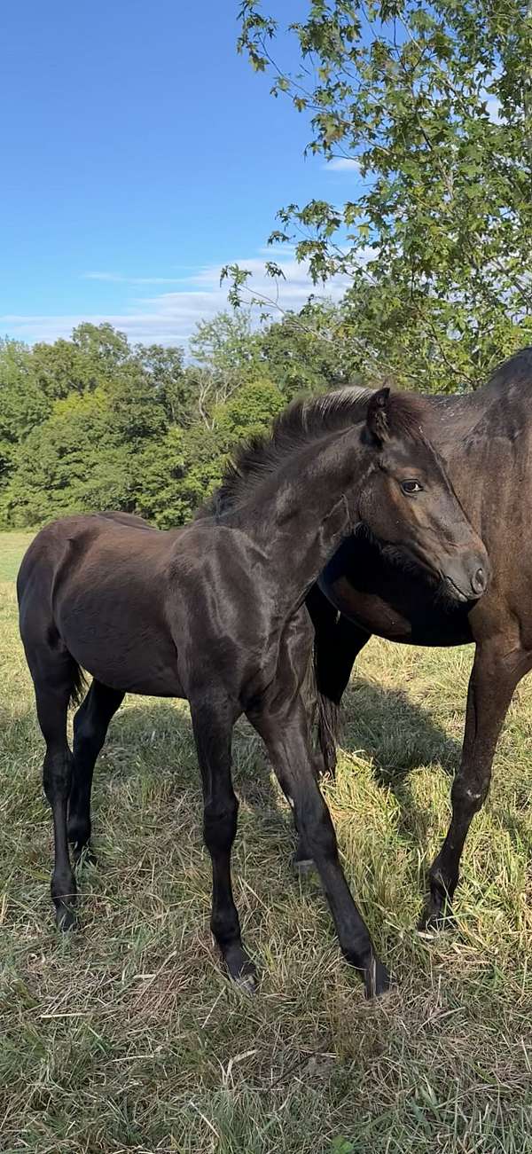 friesian-filly