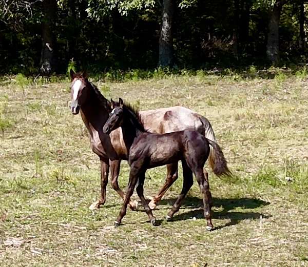 friesian-colt