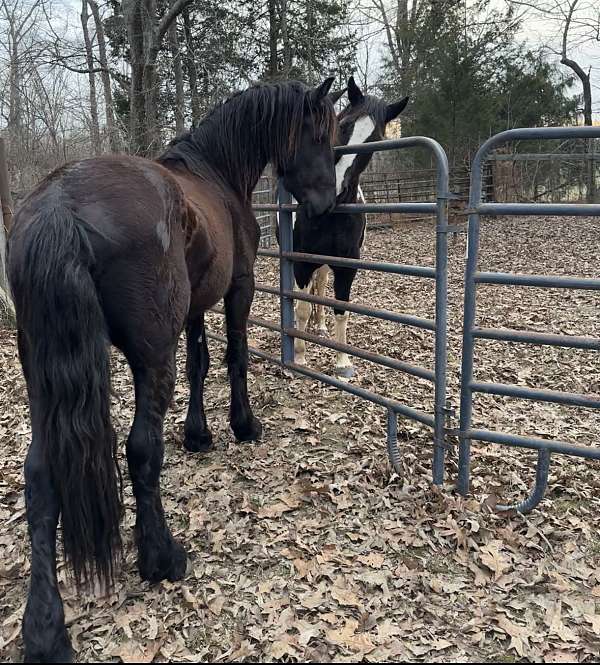 friesian-horse