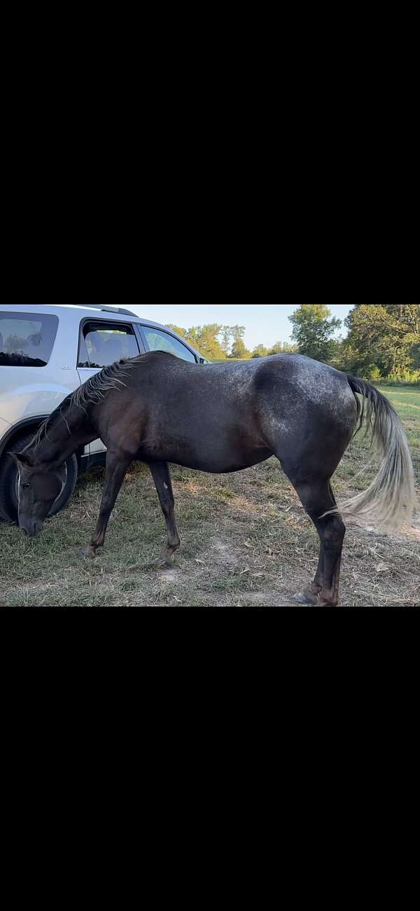 friesian-horse-for-sale