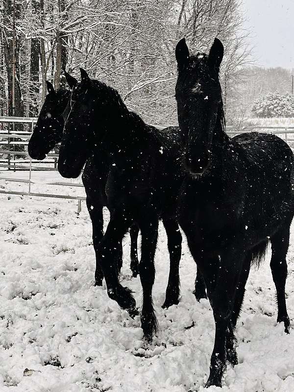 friesian-horse