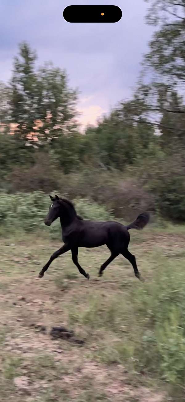 friesian-colt