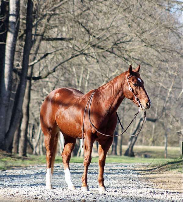 stocking-on-hinds-horse