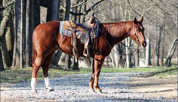 sorrel-stocking-on-hinds-horse